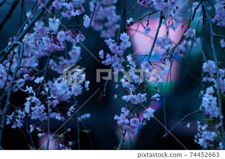 Night cherry blossoms and Bonbori Night cherry blossoms and Bonbori 74452663