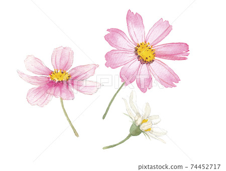 Akisakura Cosmos Miwa 74452717