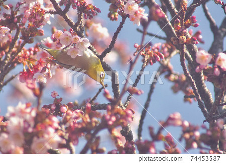 Cherry tree and white-eye Tsuji of Jizo, Wakayama City, Wakayama Prefecture 74453587