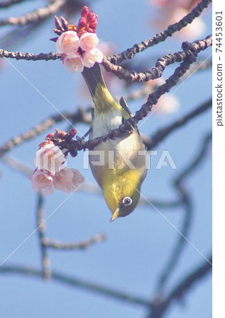 Sakura and White-eye Tsuji from Jizo, Wakayama City, Wakayama Prefecture Sakura and White-eye Tsuji from Jizo, Wakayama City, Wakayama Prefecture 74453601
