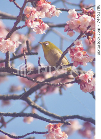 Cherry blossoms and white-eye in full bloom Tsuji of Jizo, Wakayama City, Wakayama Prefecture Cherry blossoms and white-eye in full bloom Tsuji of Jizo, Wakayama City, Wakayama Prefecture 74453796