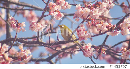 Cherry blossoms and white-eye in full bloom Tsuji of Jizo, Wakayama City, Wakayama Prefecture Cherry blossoms and white-eye in full bloom Tsuji of Jizo, Wakayama City, Wakayama Prefecture 74453797