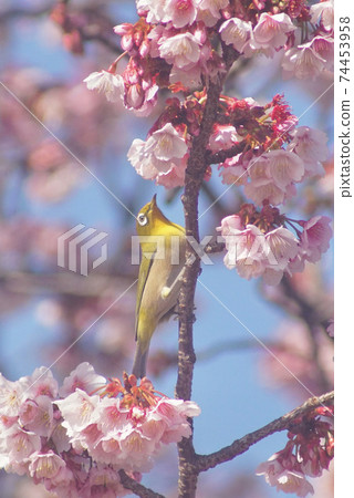 White-eye perching on a branch of cherry blossoms in full bloom Tsuji of Jizo, Wakayama City, Wakayama Prefecture White-eye perching on a branch of cherry blossoms in full bloom Tsuji of Jizo, Wakayama City, Wakayama Prefecture 74453958