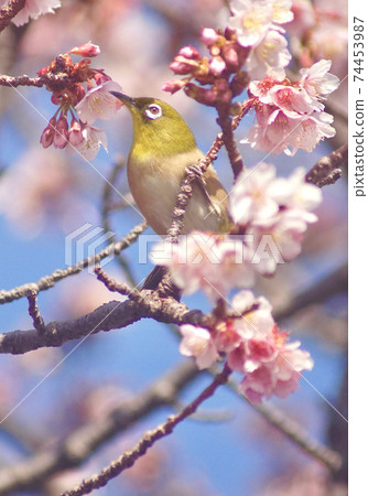 和歌山縣和歌山市地藏司的一眼站在櫻桃樹上的白眼 74453987