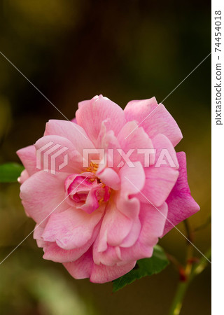 Rose flowers blooming in Sueyoshi Park, Naha, Okinawa Rose flowers blooming in Sueyoshi Park, Naha, Okinawa 74454018