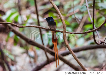 Asian Paradise Flycatcher Male perched on a branch Asian Paradise Flycatcher Male perched on a branch 74454235