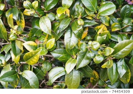 Sprout of Sasanqua 74454309