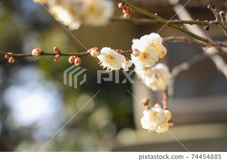 北野天滿宮神社和京都神谷區的梅花的風景，梅花，學習，冬天的天空[2月] 74454885