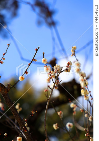 Scenery of Kitano Tenmangu Shrine and plum blossoms in Kamigyo-ku, Kyoto, plum blossoms, academics, winter sky [February] 74454913