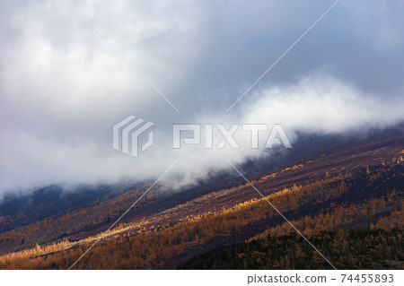 Larch forest Larch forest 74455893