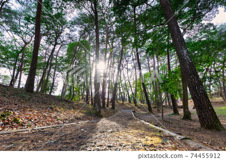 Walking in the forest Walking in the forest 74455912