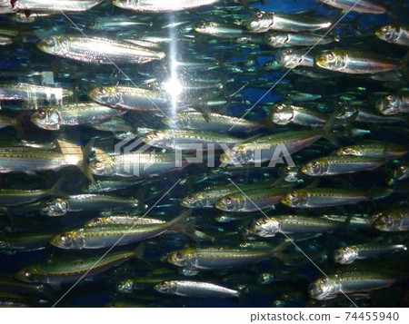 Flock of sardines Flock of sardines 74455940