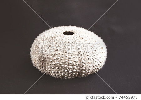 Sea urchin abstract macro view 74455973