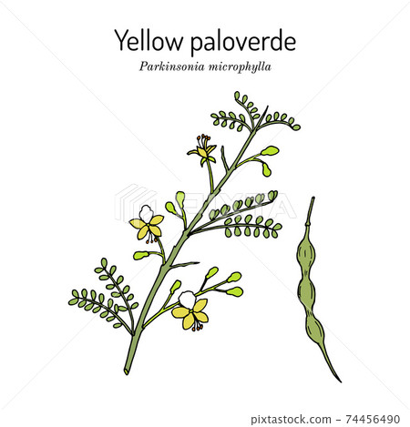 Yellow palo verde or little-leaved paloverde Parkinsonia microphylla , edible and ornamental plant, Yellow palo verde or little-leaved paloverde Parkinsonia microphylla , edible and ornamental plant, 74456490