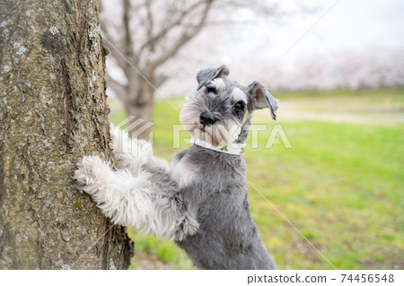 Schnauzer touching the cherry tree 74456548