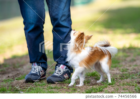 Chihuahua waiting for the owner's instructions Chihuahua waiting for the owner's instructions 74456566