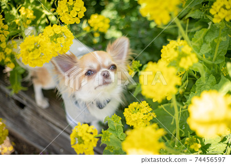 奇瓦瓦州從油菜花開出來 74456597