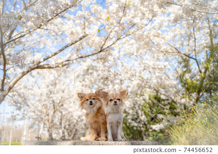 Chihuahua to see the cherry blossoms 74456652