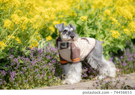 Schnauzer poses in front of rape blossoms 74456653