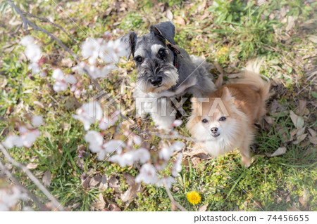 Chihuahua and Schnauzer watching cherry blossoms Chihuahua and Schnauzer watching cherry blossoms 74456655