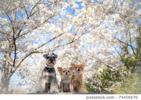 奇瓦瓦州和雪納瑞犬看著櫻花 74456676