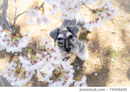 雪納瑞犬抬頭看著盛開的櫻花 雪納瑞犬抬頭看著盛開的櫻花 74456689