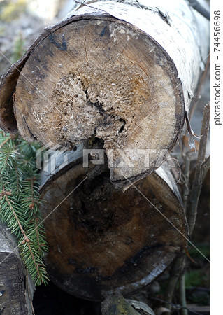 A pile of wooden logs on the ground. Wooden obsolete log, firewood 74456698