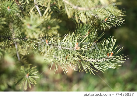 Pine flowering branches on blue sky background, 74456837