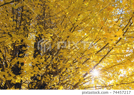 Yellow leaves of ginkgo biloba Yellow leaves of ginkgo biloba 74457217