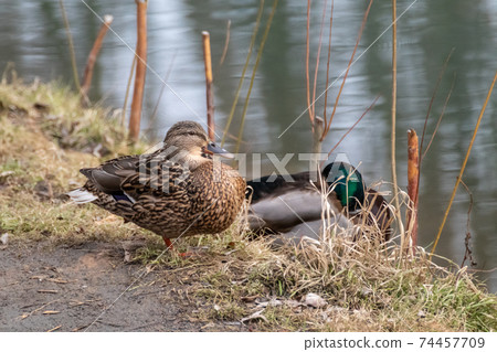 Mallard drake male dappled female duck sit on nest Mallard drake male dappled female duck sit on nest 74457709