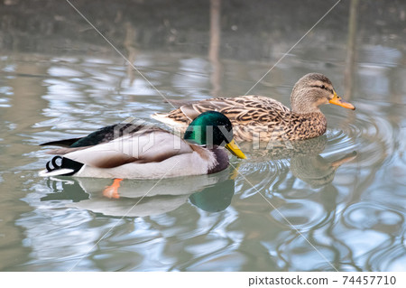 Mallard male and dappled female duck swimming Mallard male and dappled female duck swimming 74457710