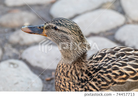 Dappled brown female hen duck bird close-up 74457713