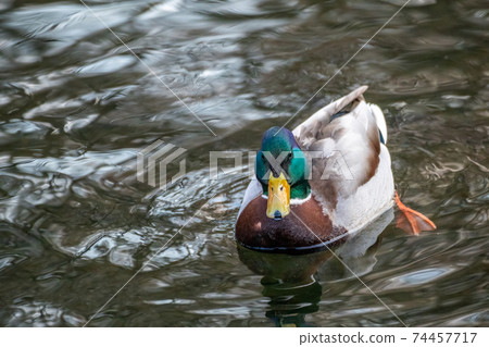 Emerald head male drake duck bird close-up water 74457717