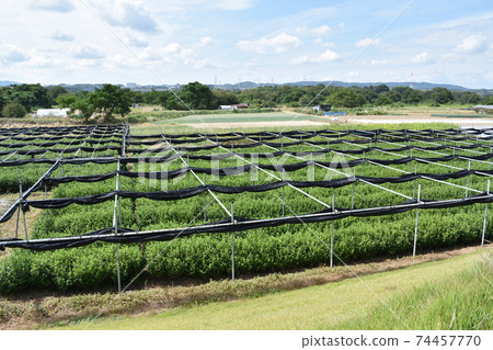 Tea plantation riverbed Kyoto 74457770