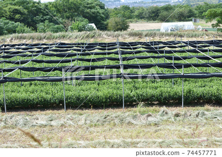 Tea plantation riverbed Kyoto 74457771