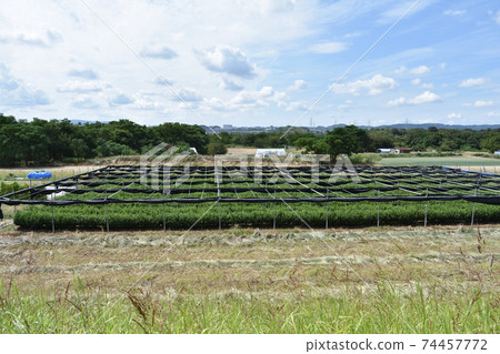 Tea plantation riverbed Kyoto 74457772