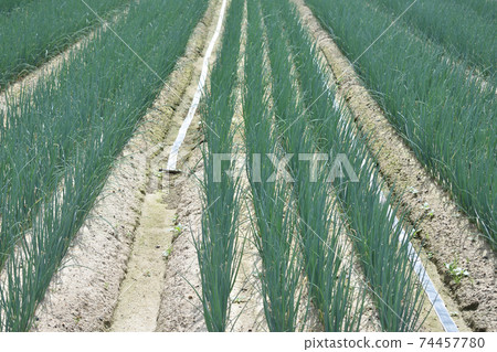 Green onion field Kujo green onion Kyoto vegetables 74457780