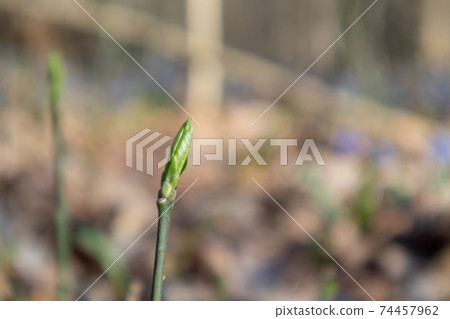 Spring small green bud sprout branch in forest 74457962