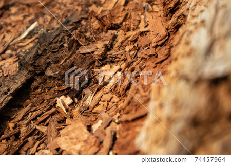 Tree shredded chips macro close up wooden texture Tree shredded chips macro close up wooden texture 74457964