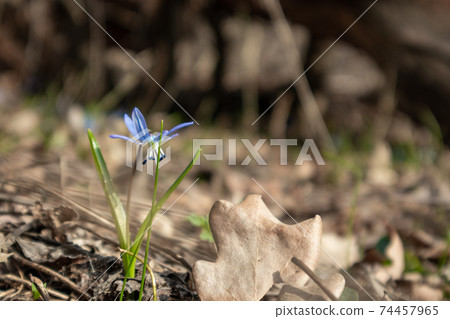 Blue snowdrops blossom spring flowers nature macro Blue snowdrops blossom spring flowers nature macro 74457965