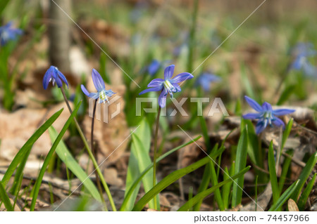 Blue snowdrops blossom spring flowers nature macro Blue snowdrops blossom spring flowers nature macro 74457966