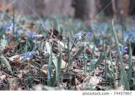 Blue snowdrops blossom spring flowers nature macro Blue snowdrops blossom spring flowers nature macro 74457967