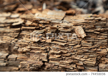 Tree shredded chips macro close up wooden texture Tree shredded chips macro close up wooden texture 74458036