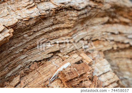 Tree shredded chips macro close up wooden texture Tree shredded chips macro close up wooden texture 74458037