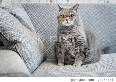 fat british cat sits on the couch and watches fat british cat sits on the couch and watches 74458751