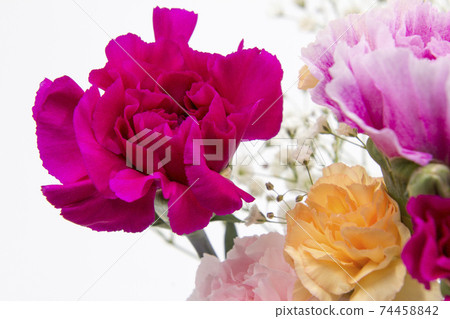 Colorful carnations and haze grass Colorful carnations and haze grass 74458842