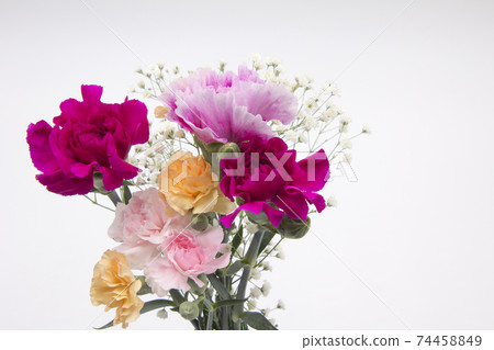Colorful carnations and haze grass Colorful carnations and haze grass 74458849