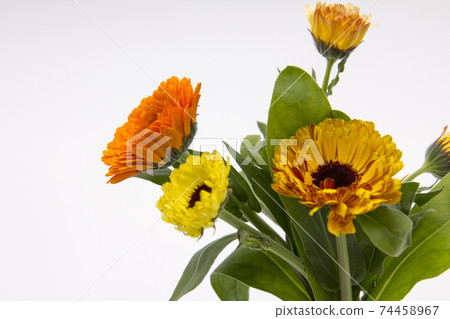 Bouquet of calendula Bouquet of calendula 74458967