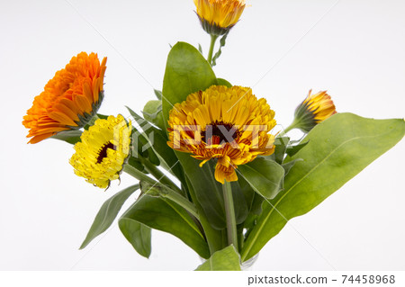 Bouquet of calendula Bouquet of calendula 74458968