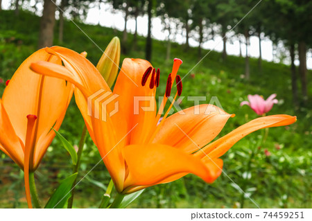 Tanigumi Yuri Garden, Lily in full bloom <Ibi-gun, Gifu Prefecture> 74459251